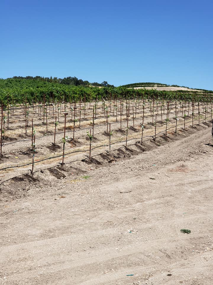 Opolo Vineyard
