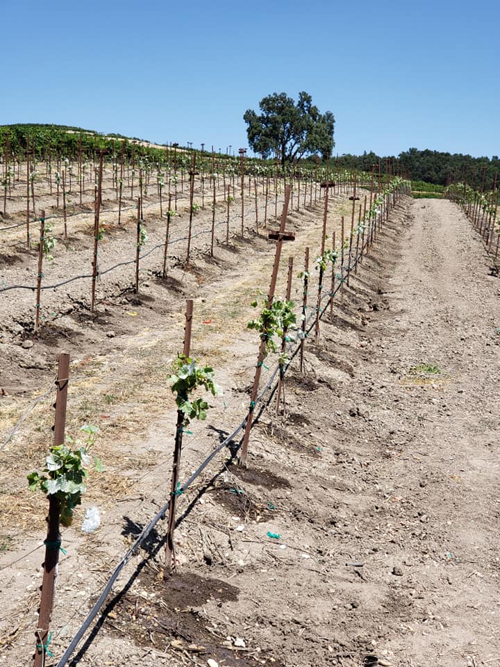 Opolo Vineyard